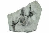 Fossil Crinoid Plate (Three Species) - Indiana #232253-1